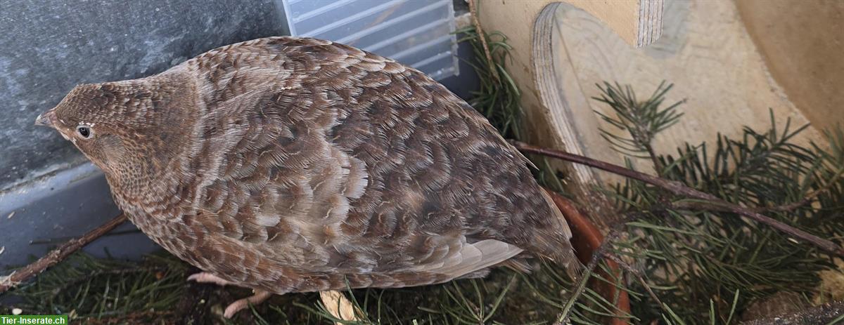 Bild 4: Junger Celadon Wachtelhahn, braun