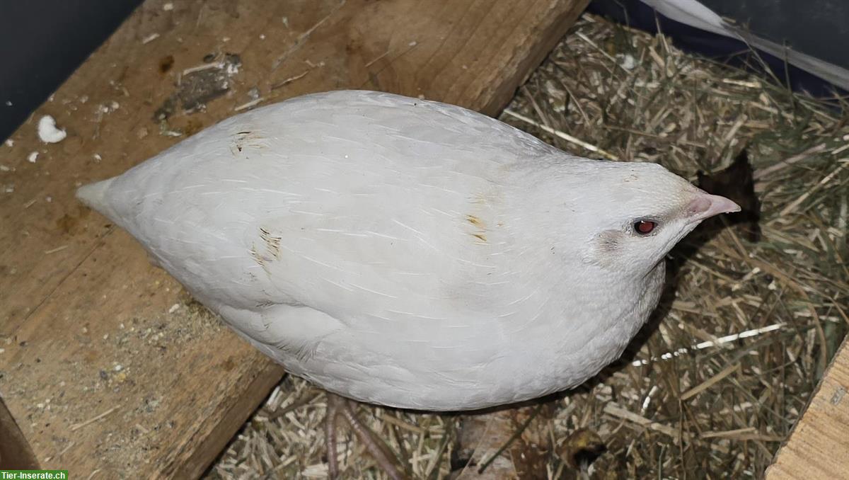 Junger Celadon Wachtelhahn, weiss