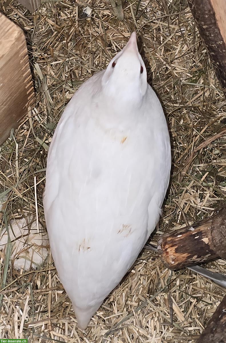 Bild 2: Junger Celadon Wachtelhahn, weiss