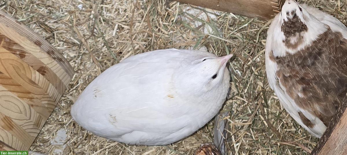 Bild 3: Junger Celadon Wachtelhahn, weiss