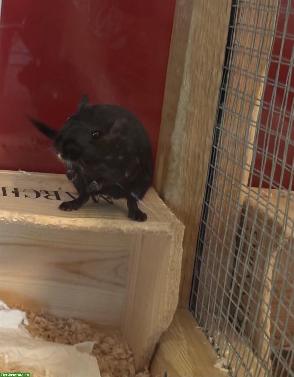 Rennmaus Weibchen, schwarz, zur Vergesellschaftung