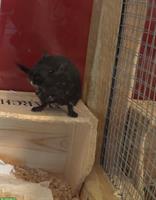 Rennmaus Weibchen, schwarz, zur Vergesellschaftung