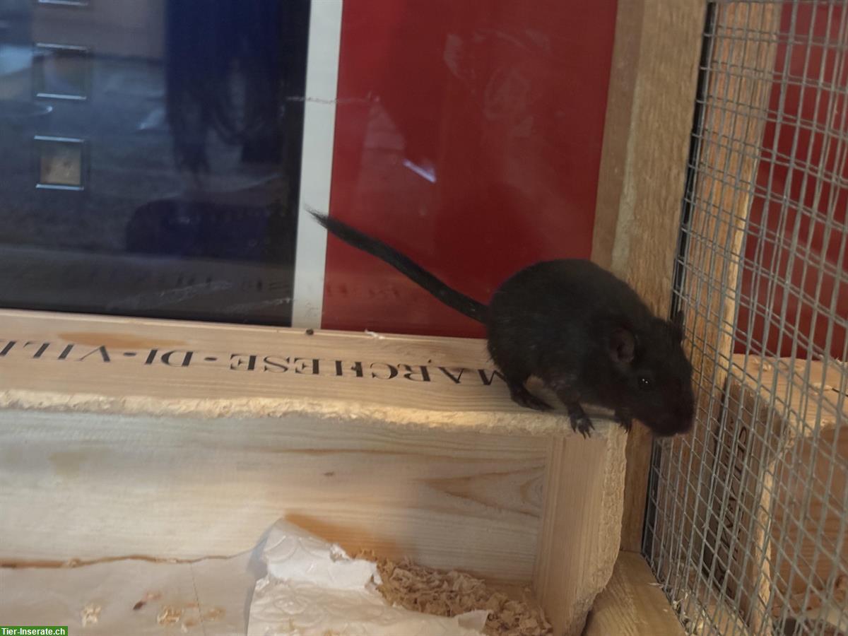 Bild 2: Rennmaus Weibchen, schwarz, zur Vergesellschaftung