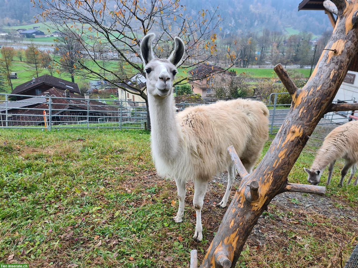 Classic Lama Stute zu verkaufen