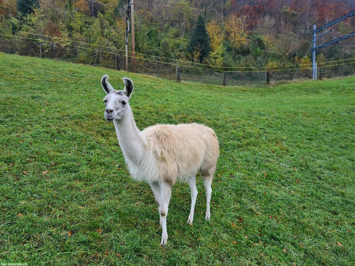 Bild 2: Classic Lama Stute zu verkaufen