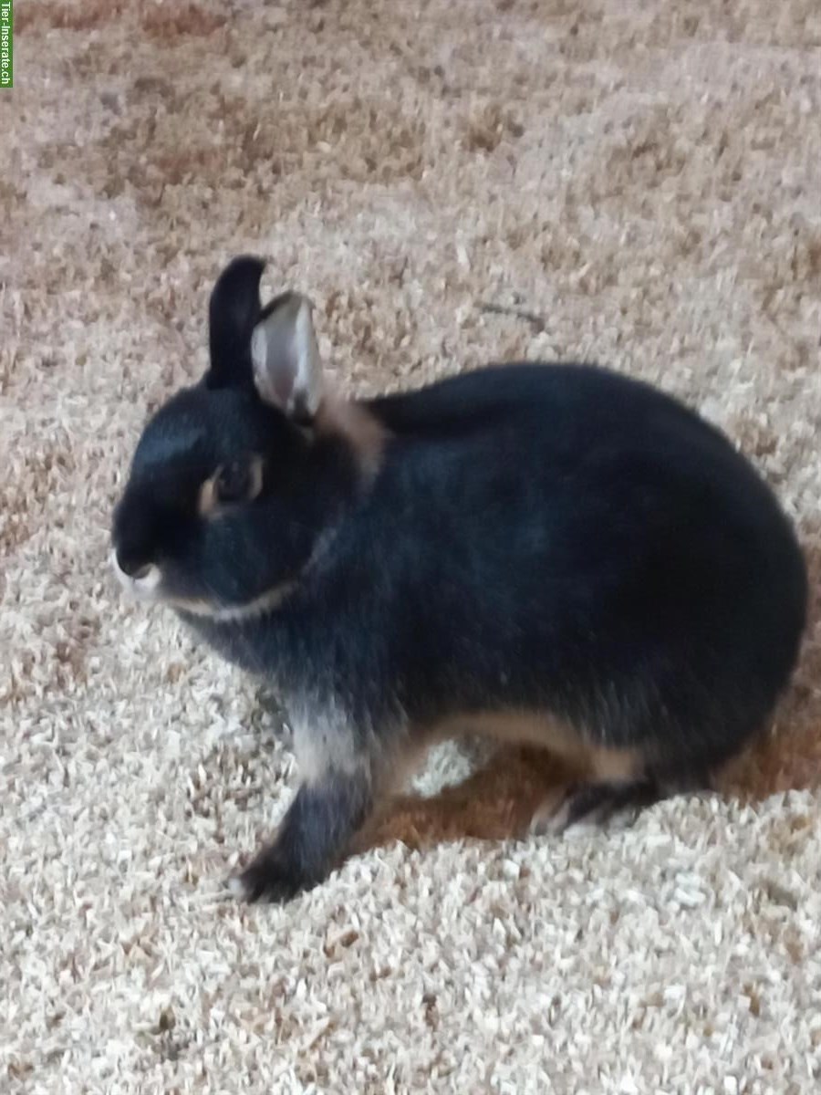 Lohkaninchen suchen gemeinsames Zuhause mit Auslauf