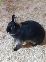 Lohkaninchen suchen gemeinsames Zuhause mit Auslauf