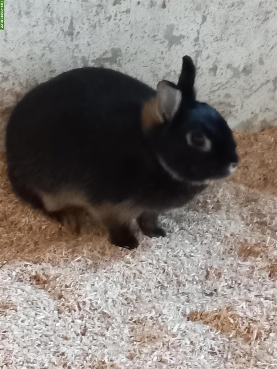 Bild 2: Lohkaninchen suchen gemeinsames Zuhause mit Auslauf