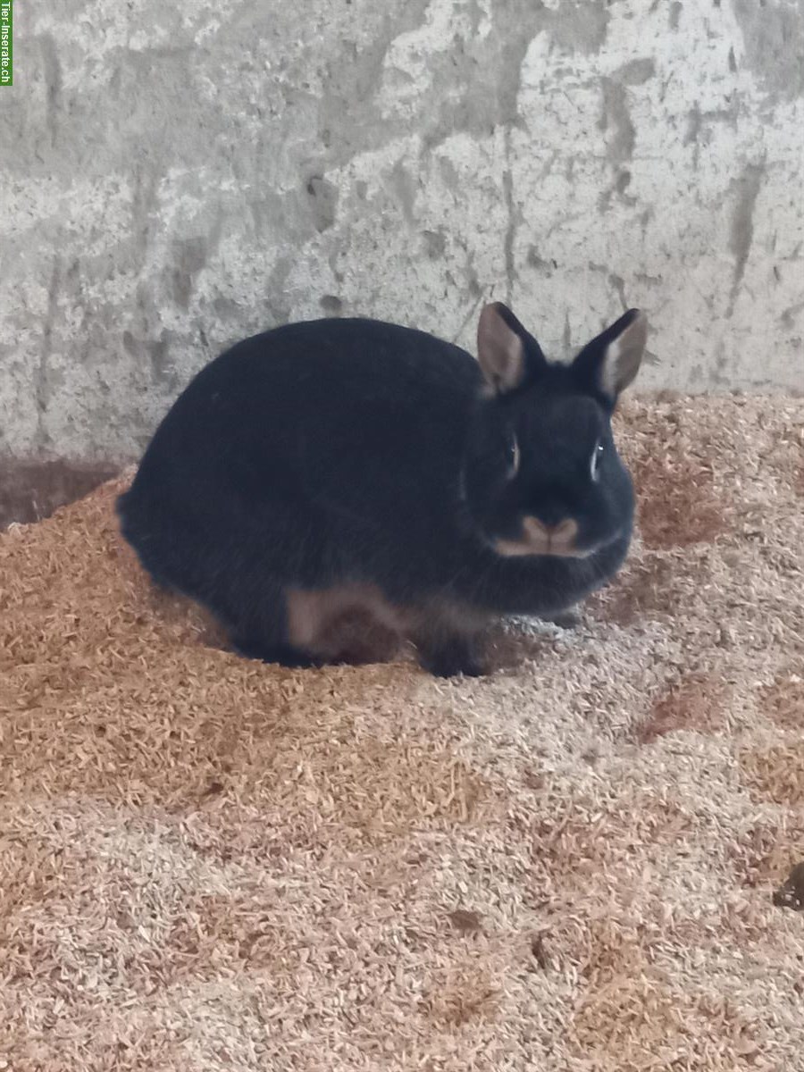 Bild 3: Lohkaninchen suchen gemeinsames Zuhause mit Auslauf