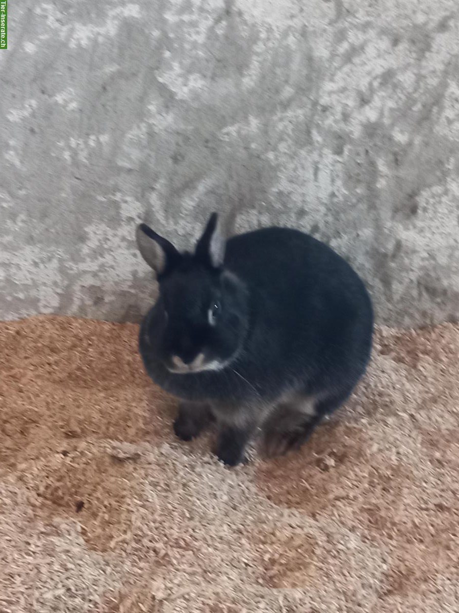 Bild 4: Lohkaninchen suchen gemeinsames Zuhause mit Auslauf