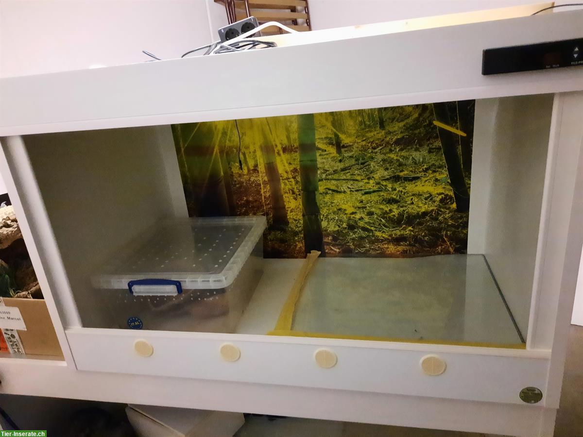 Lanzo Herp Terrarium inkl. Technik zu verkaufen