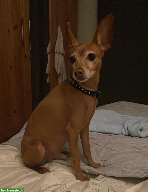 Zwergpinscher Rüde sucht Zuhause mit viel Zeit