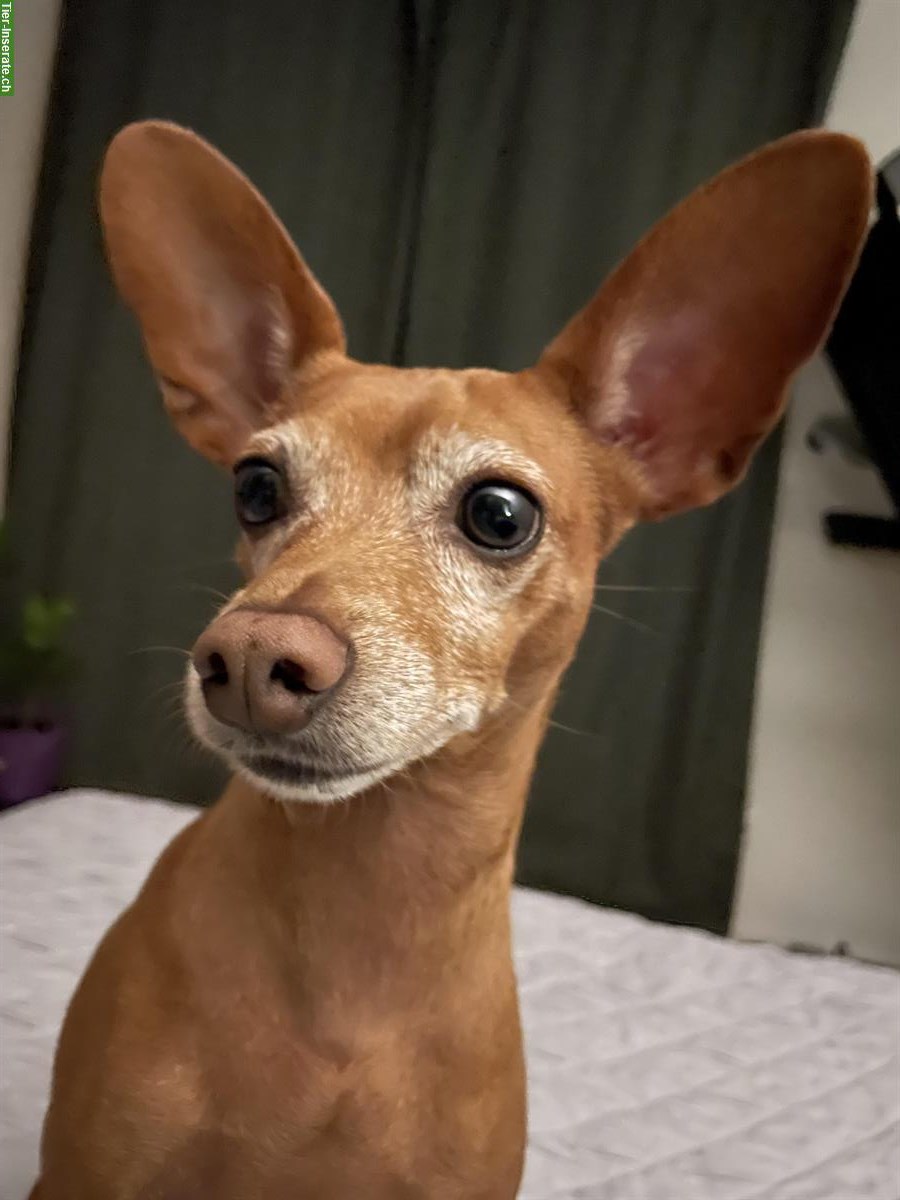 Bild 2: Zwergpinscher Rüde sucht Zuhause mit viel Zeit