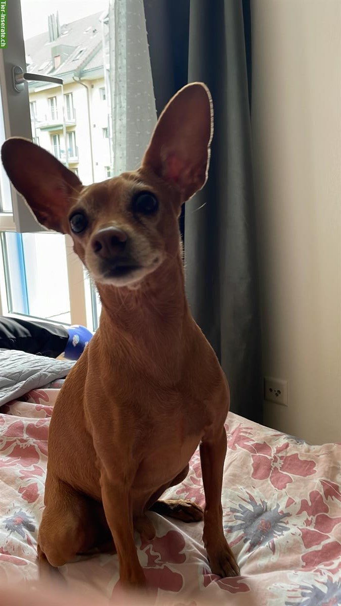 Bild 4: Zwergpinscher Rüde sucht Zuhause mit viel Zeit