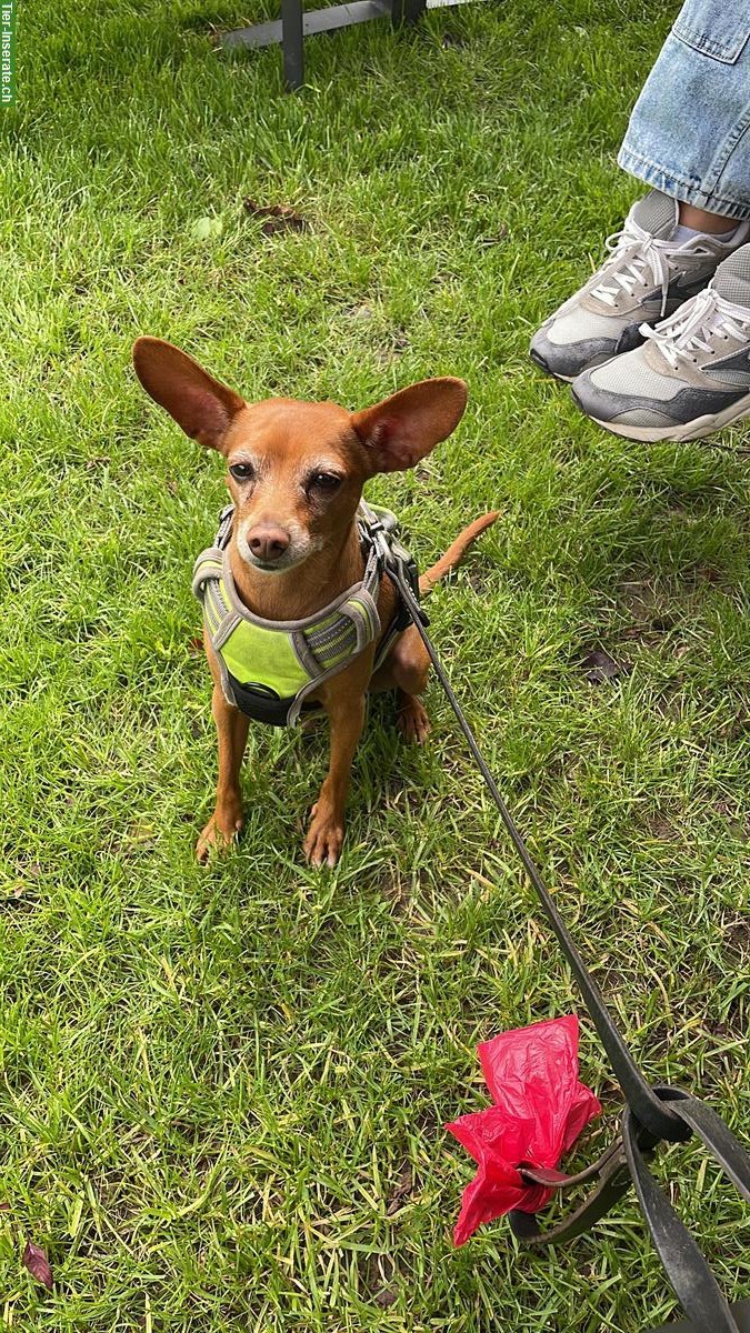 Bild 5: Zwergpinscher Rüde sucht Zuhause mit viel Zeit