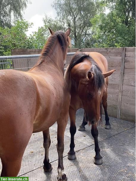 Pferdeboxe gesucht, Region Huttwil und Umgebung