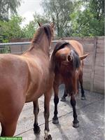 Pferdeboxe gesucht, Region Huttwil und Umgebung