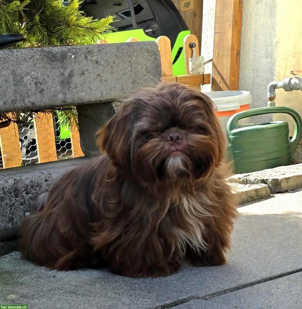 Shih Tzu Hündin, 1 Jahr alt