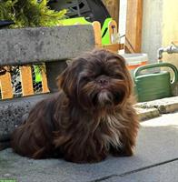 Shih Tzu Hündin, 1 Jahr alt