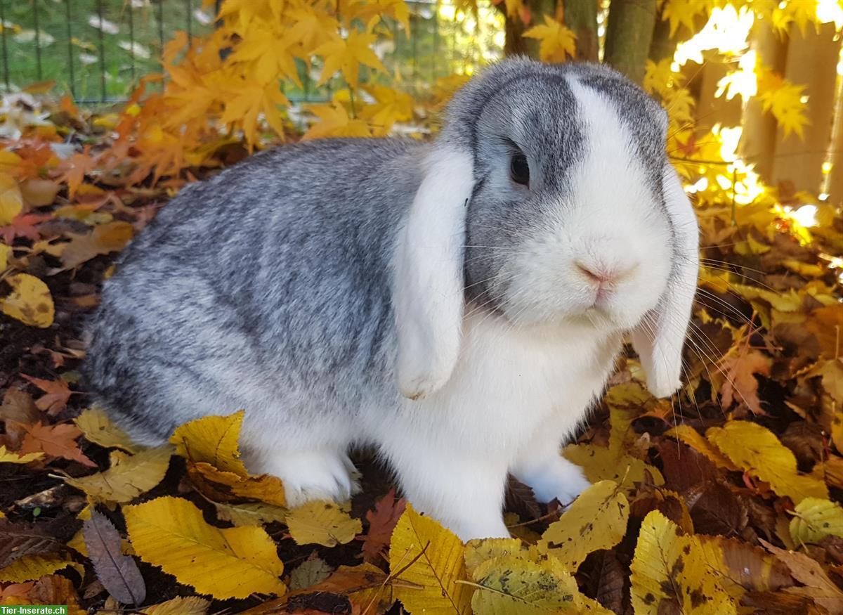 Minilop/Zwergwidder Weibchen sucht schönes Zuhause