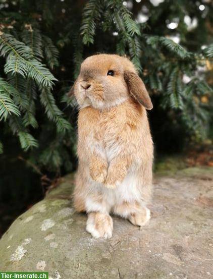 Bild 2: Minilop/Zwergwidder Weibchen sucht schönes Zuhause