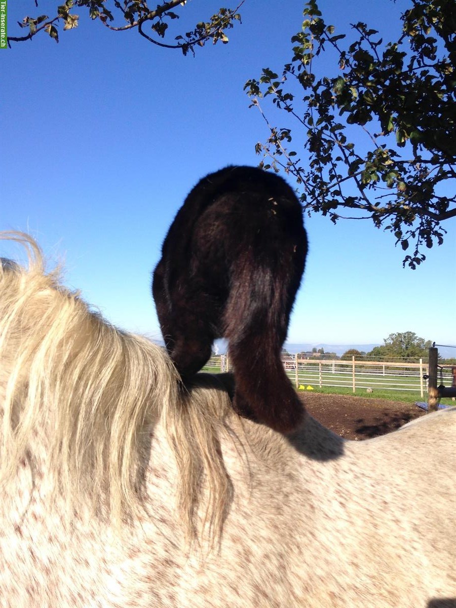 Liegenschaft für Pferdehaltung gesucht