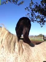 Liegenschaft für Pferdehaltung gesucht