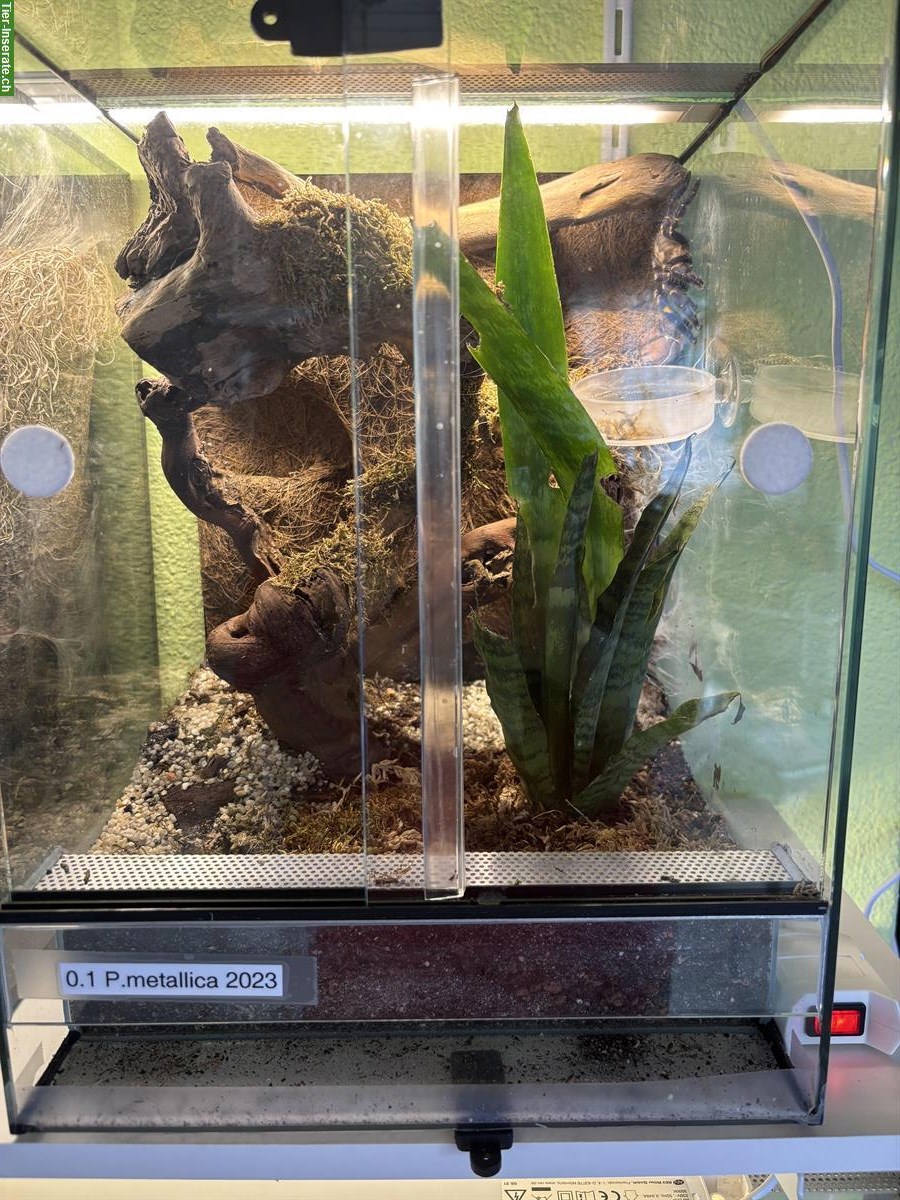 Verschiedene Vogelspinnen zu verkaufen