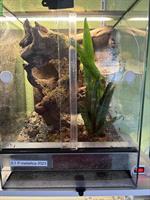 Verschiedene Vogelspinnen zu verkaufen