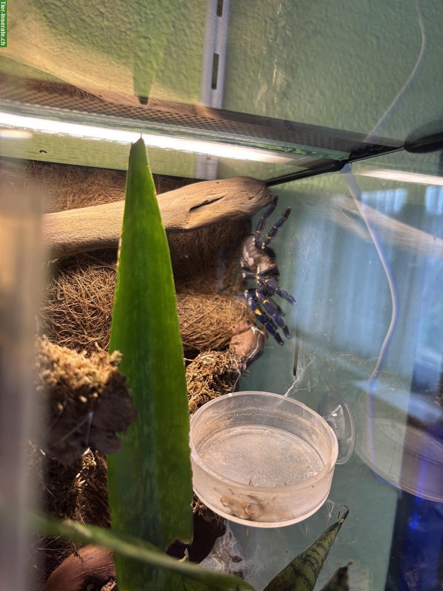 Bild 2: Verschiedene Vogelspinnen zu verkaufen