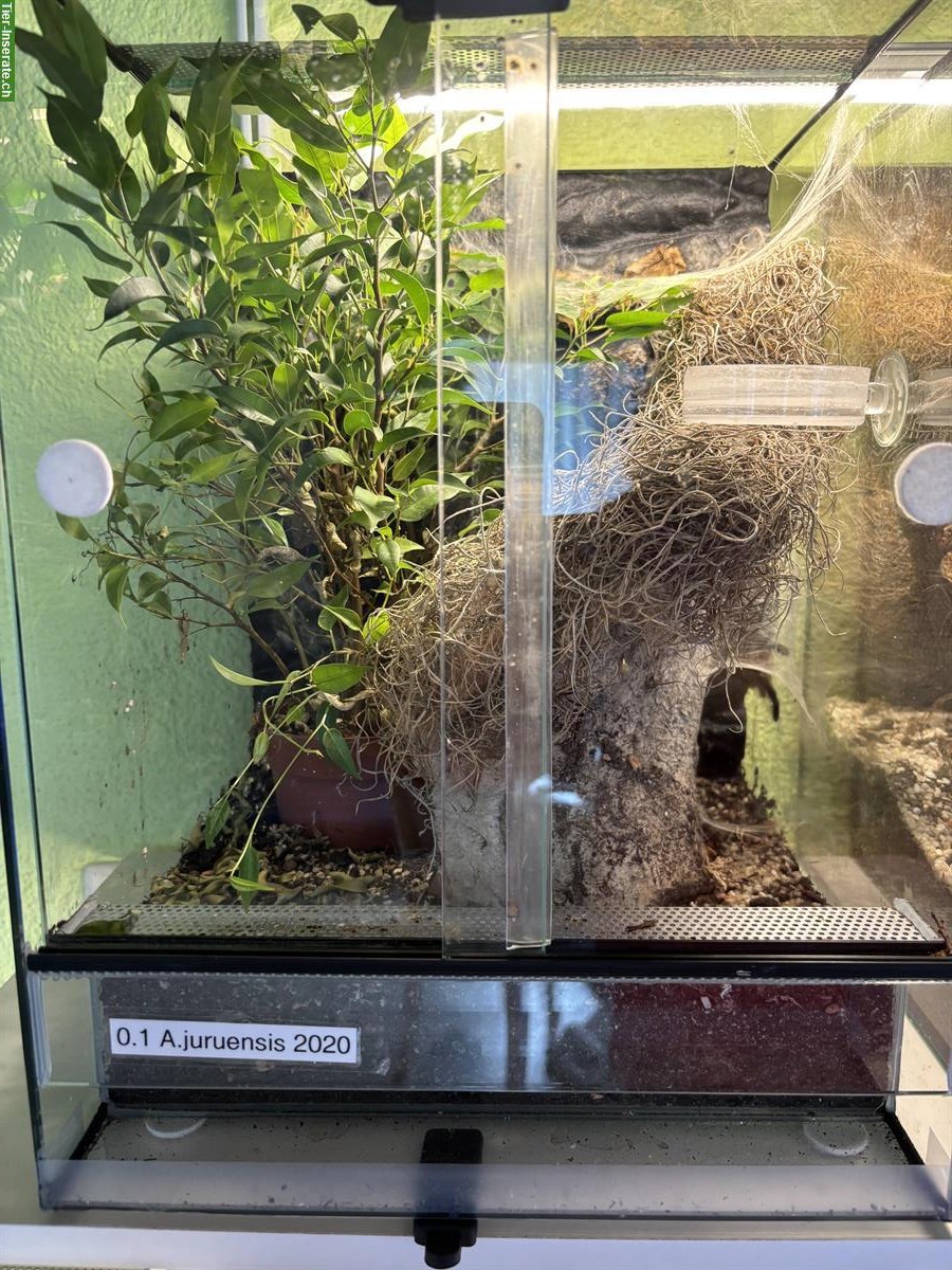 Bild 3: Verschiedene Vogelspinnen zu verkaufen