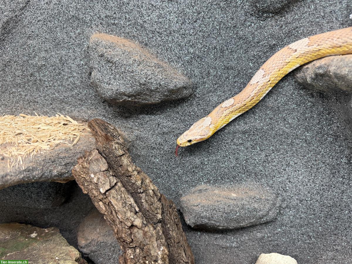 Handzahme Kornnatter zu verkaufen