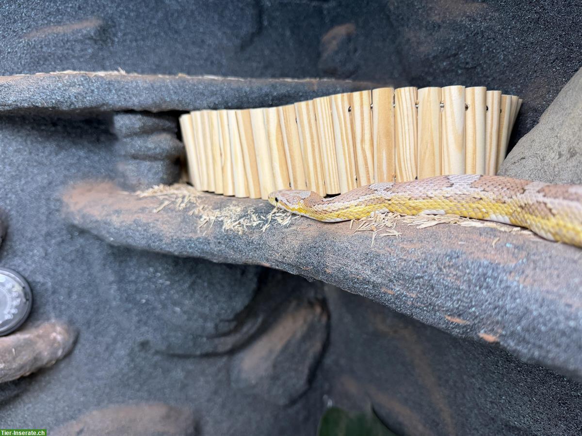 Bild 2: Handzahme Kornnatter zu verkaufen