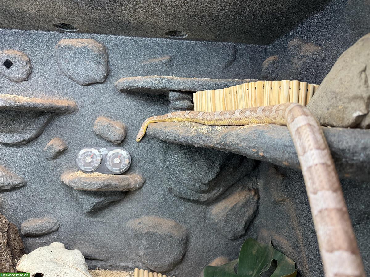 Bild 3: Handzahme Kornnatter zu verkaufen