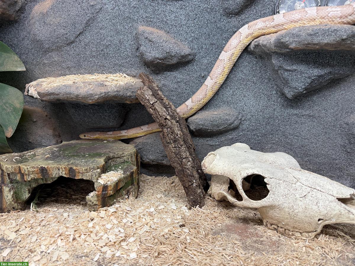 Bild 4: Handzahme Kornnatter zu verkaufen