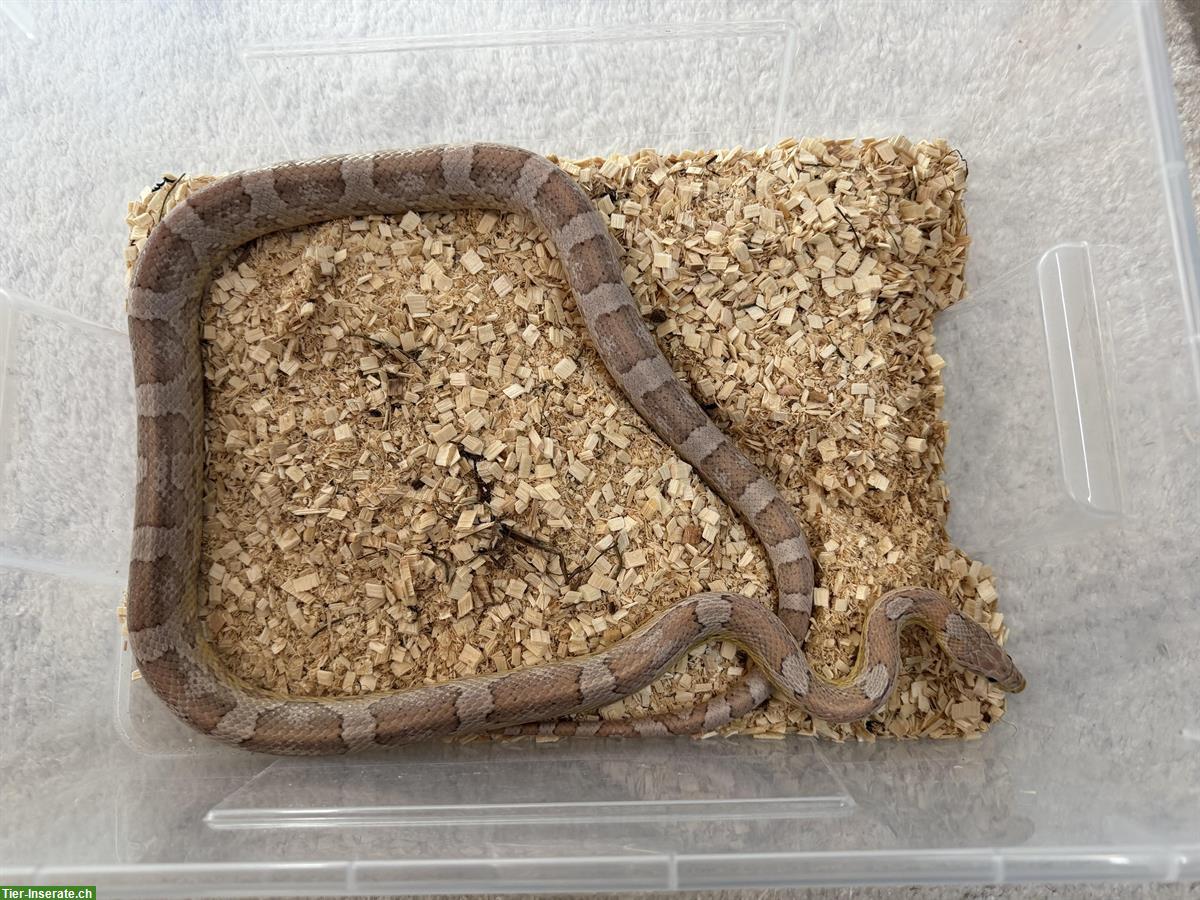 Bild 5: Handzahme Kornnatter zu verkaufen