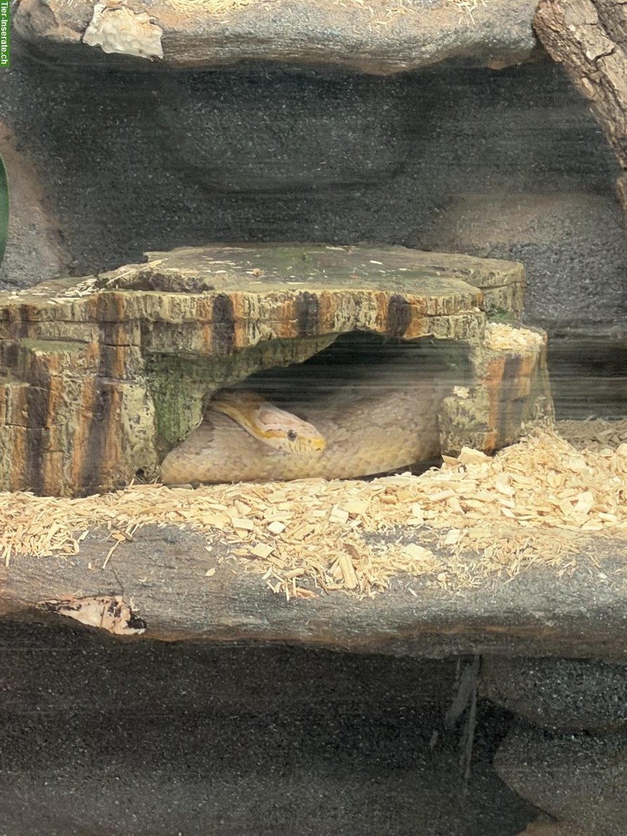 Bild 6: Handzahme Kornnatter zu verkaufen