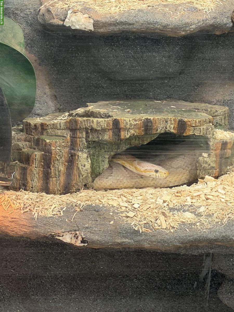 Bild 7: Handzahme Kornnatter zu verkaufen