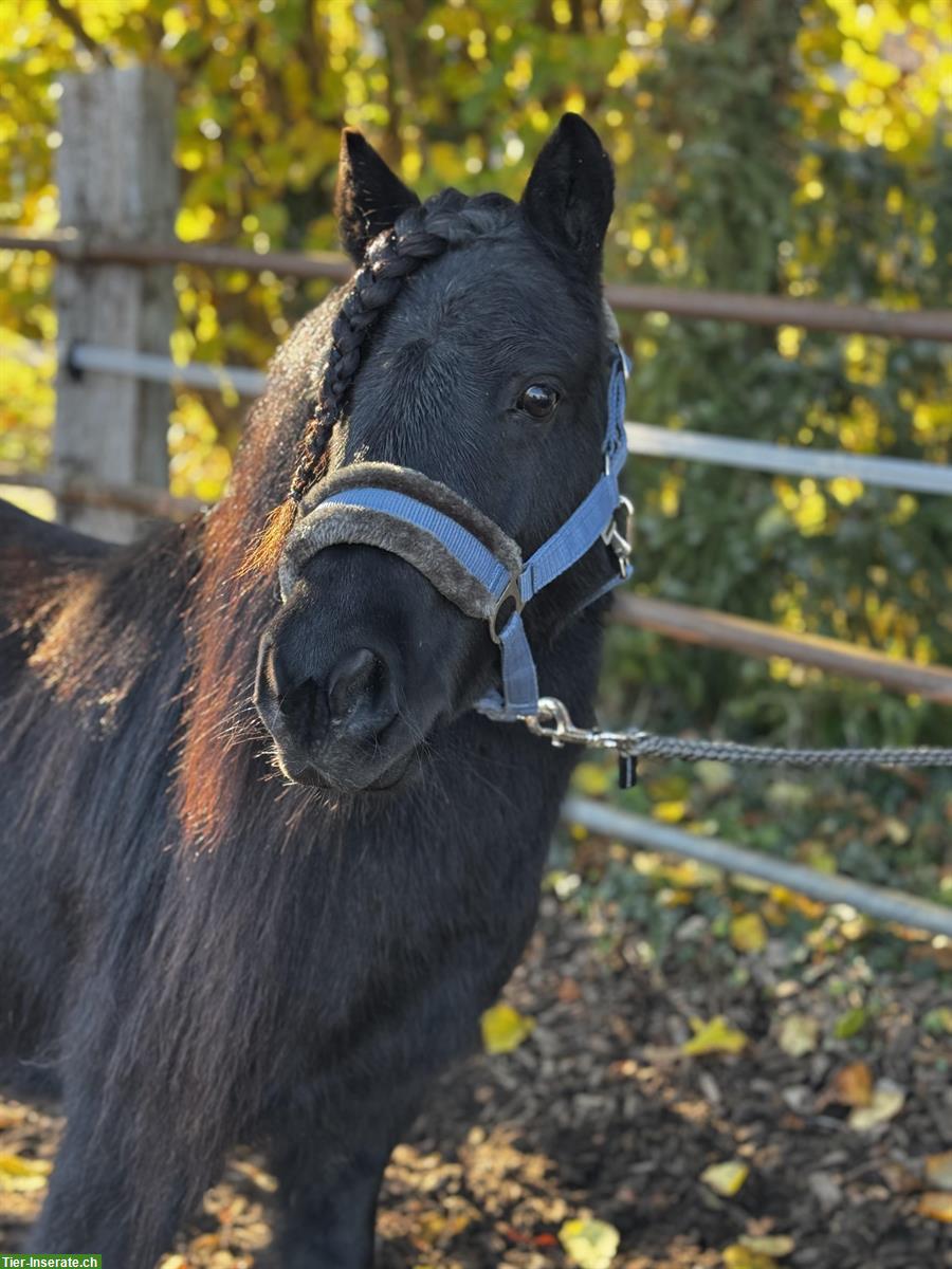Schwarze Shetty Stuten, prämiert, gekrönt
