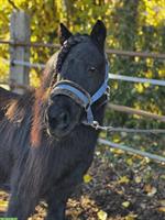 Schwarze Shetty Stuten, prämiert, gekrönt