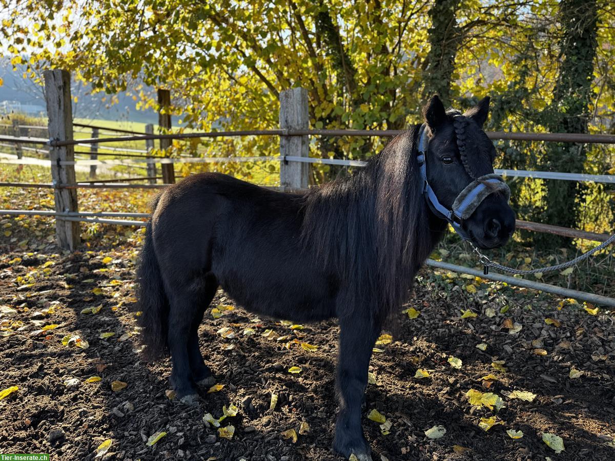 Bild 2: Schwarze Shetty Stuten, prämiert, gekrönt