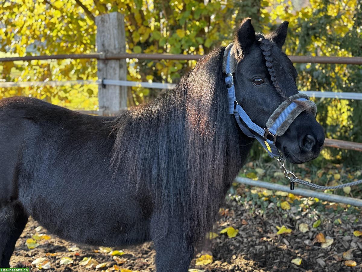 Bild 3: Schwarze Shetty Stuten, prämiert, gekrönt