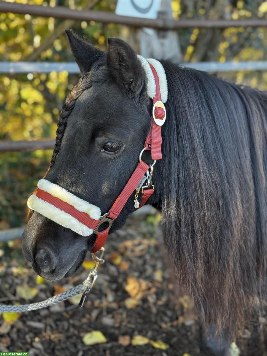 Bild 4: Schwarze Shetty Stuten, prämiert, gekrönt