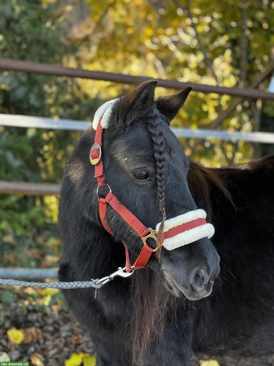 Bild 5: Schwarze Shetty Stuten, prämiert, gekrönt