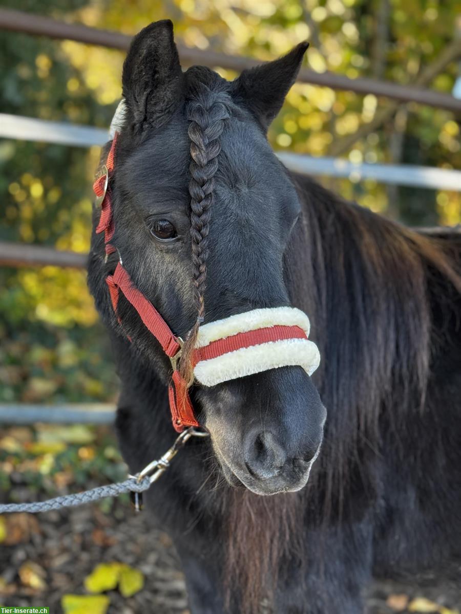 Bild 6: Schwarze Shetty Stuten, prämiert, gekrönt