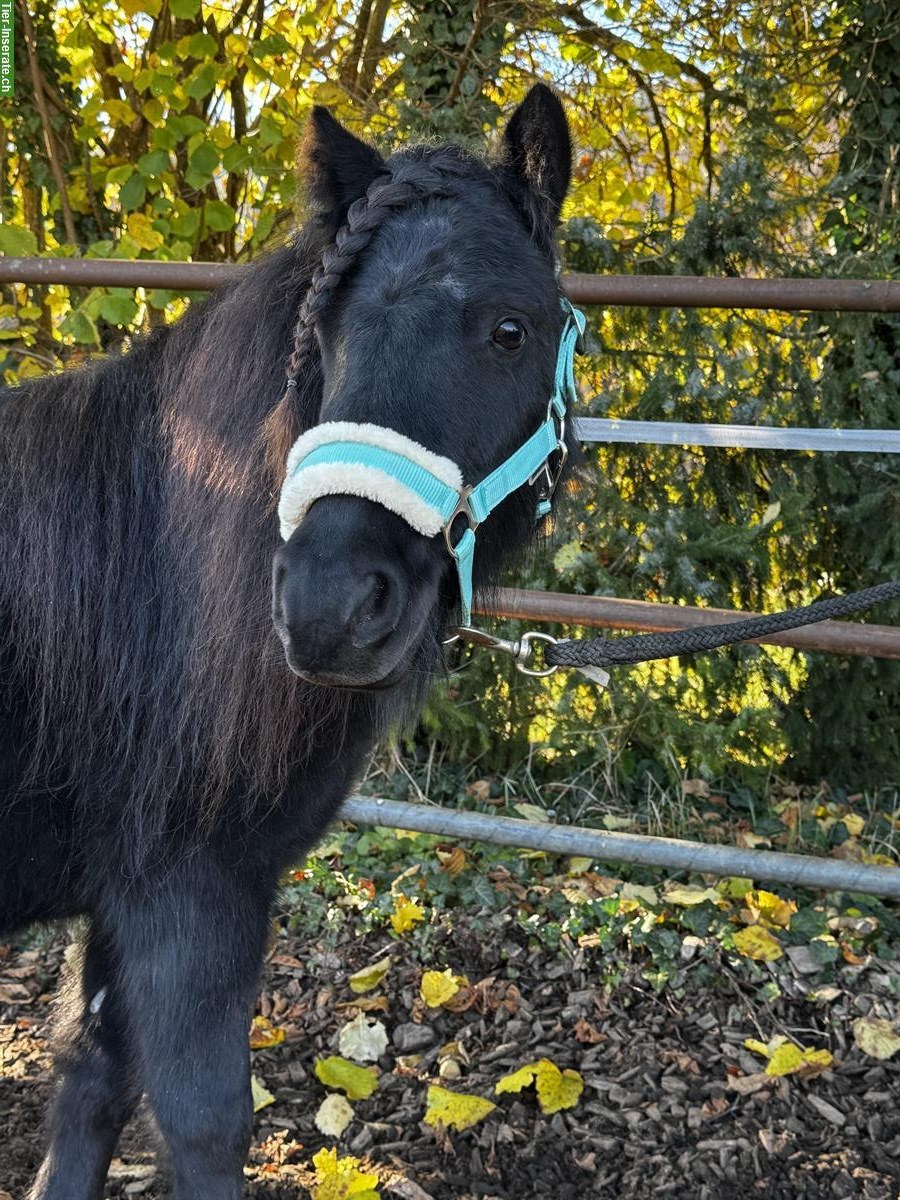 Bild 7: Schwarze Shetty Stuten, prämiert, gekrönt