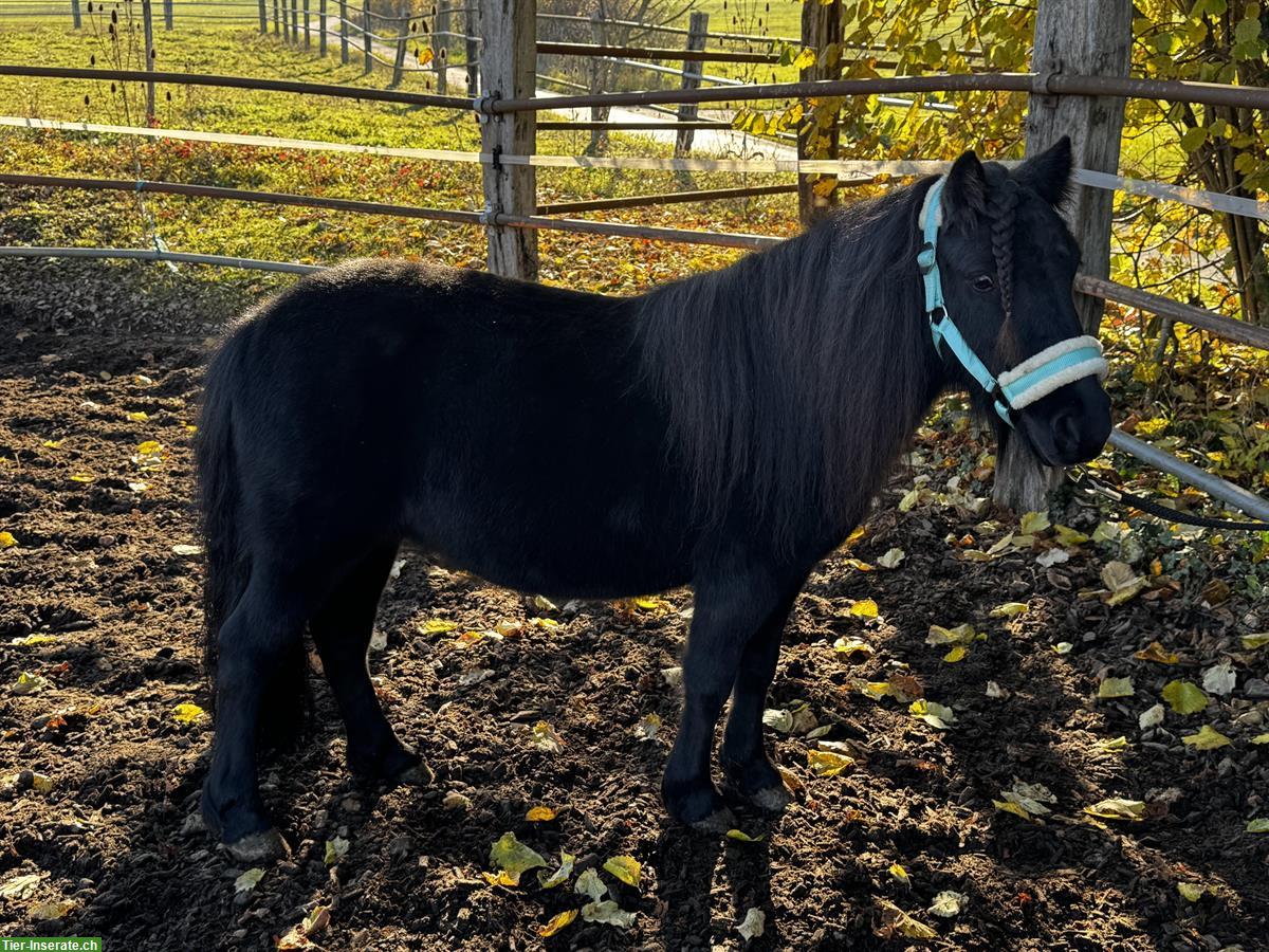 Bild 9: Schwarze Shetty Stuten, prämiert, gekrönt