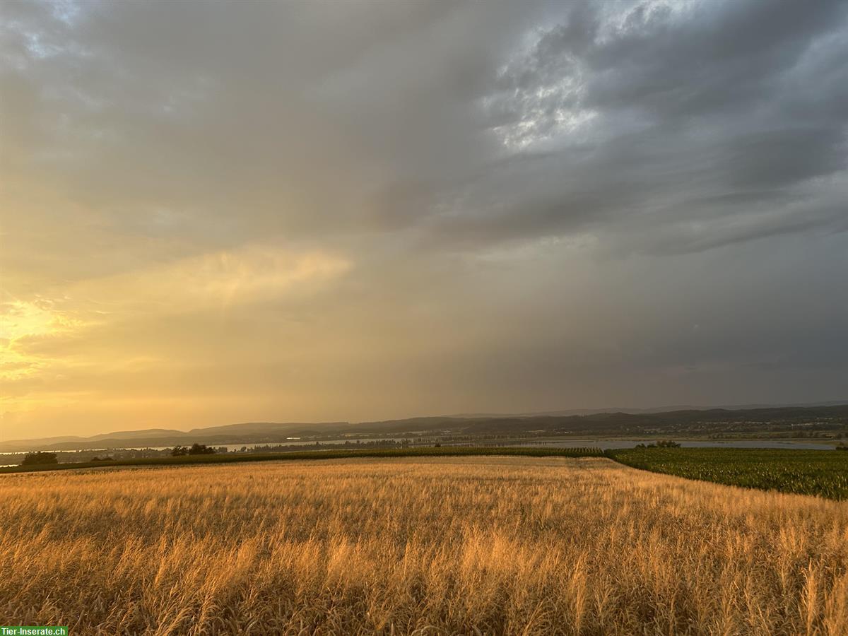 Stall für zwei Pferde gesucht, Umkreis Rüschlikon ZH