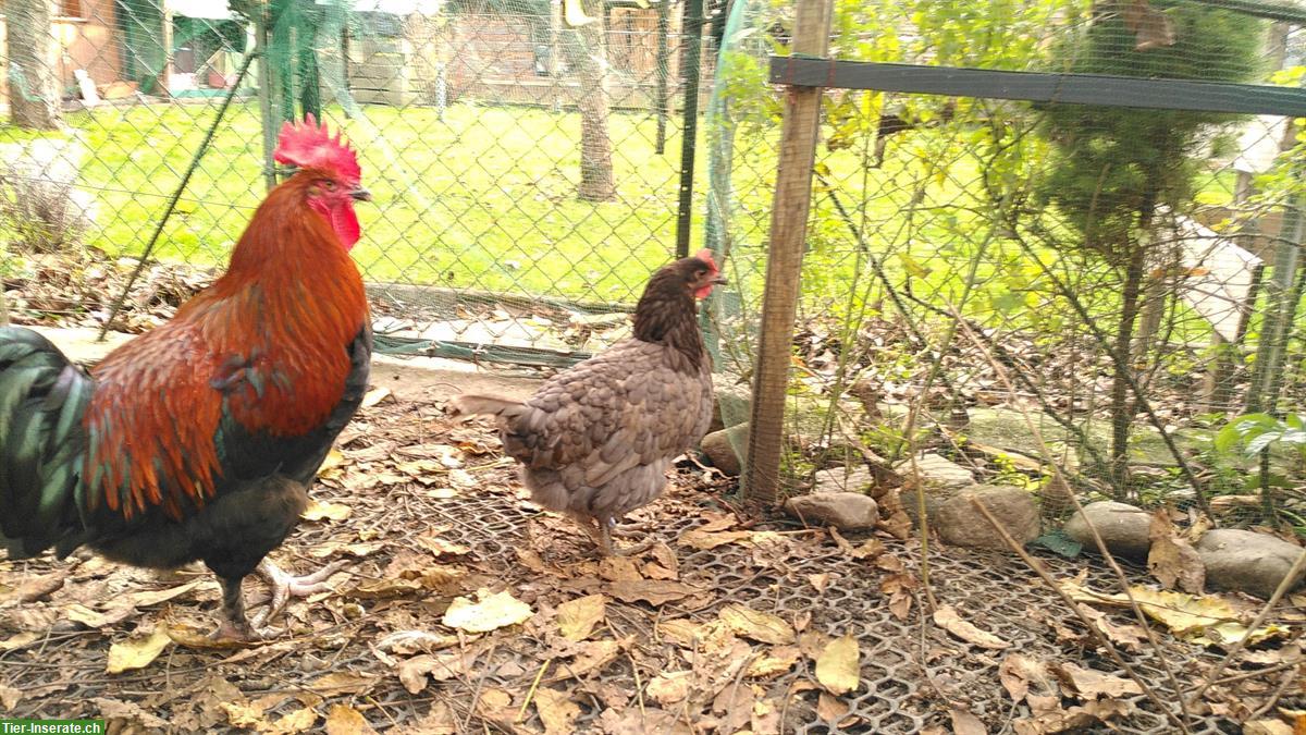 Bild 2: 2 Grünleger Hennen suchen gemeinsames Zuhause