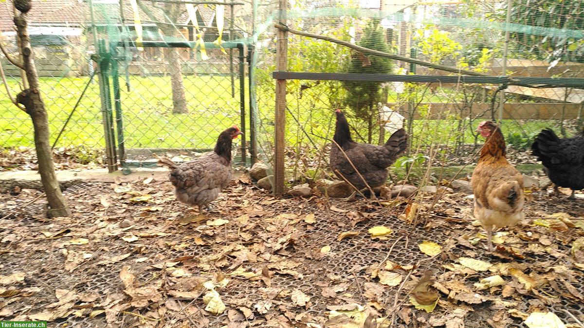 Bild 3: 2 Grünleger Hennen suchen gemeinsames Zuhause